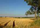 Weizenfeld bei Ganschow in der Nähe von Güstrow. : Feld, Getreide