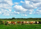 Rinderherde im Recknitztal : Kühe, Wolken