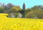 Blühendes Rapsfeld, hinten der Kirchturm von Middelhagen auf der Halbinsel Mönchsgut / Rügen : Raps, Kirche, blühende Bäume, Middelhagen, Mönchsgut, Rügen